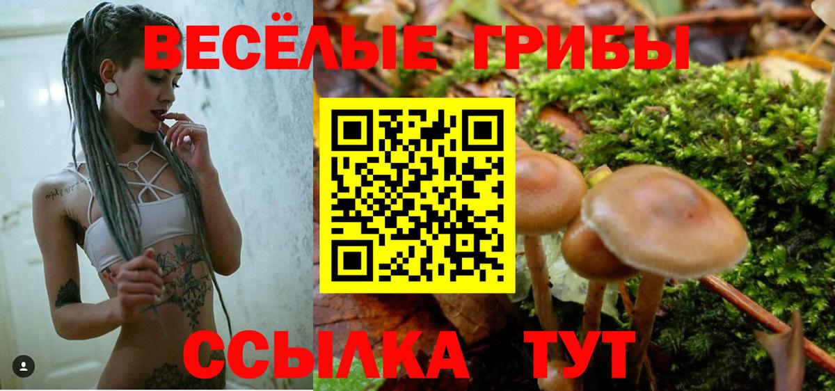 Псилоцибиновые грибы Psilocybine cubensis Бирск